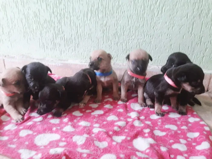 Cachorro ra a Labrador c vira lata idade Abaixo de 2 meses nome Sem nome