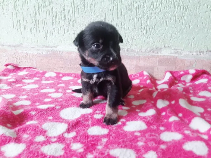 Cachorro ra a Labrador c vira lata idade Abaixo de 2 meses nome Sem nome