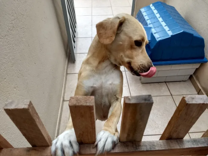 Cachorro ra a SRD idade 3 anos nome Amarelo