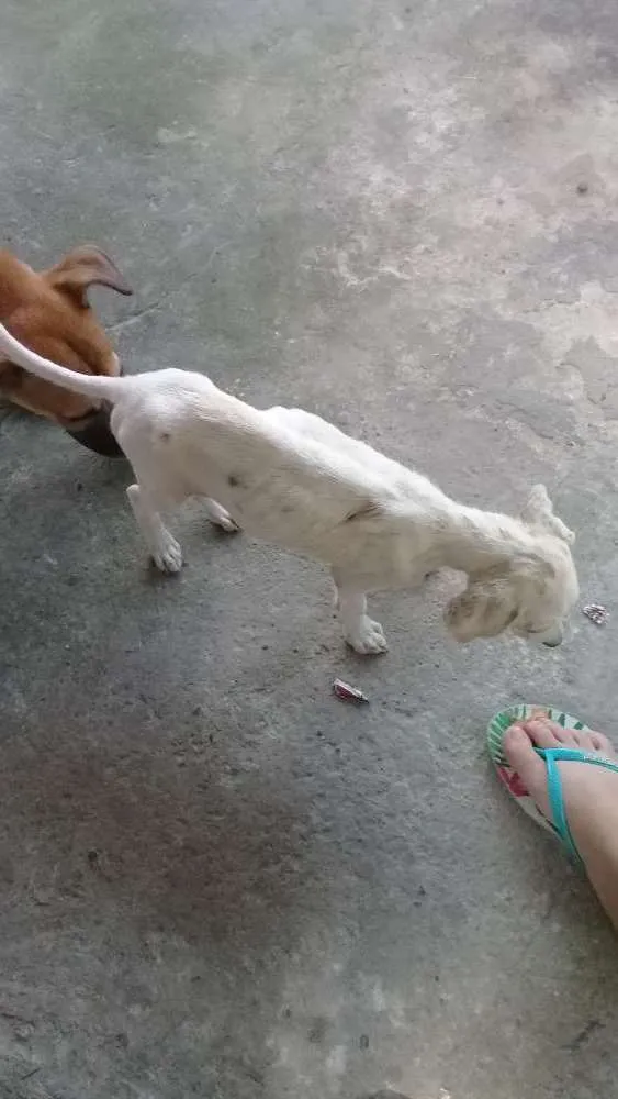 Cachorro ra a Nao sei  idade 2 a 6 meses nome sem nome 