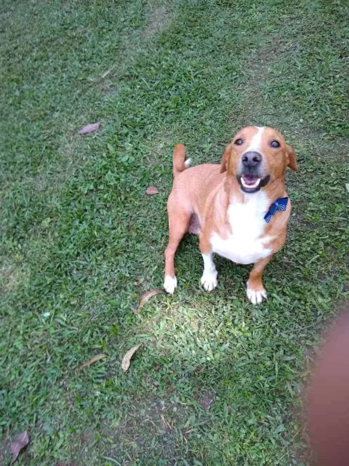 Cachorro ra a gloria idade 4 anos nome GLORIA