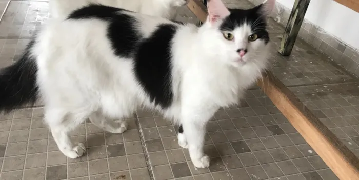 Gato ra a SRD idade 1 ano nome Sem nome 