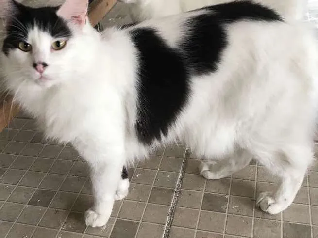 Gato ra a SRD idade 1 ano nome Sem nome 