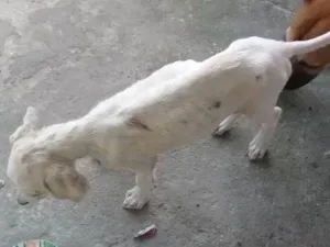 Cachorro raça Nao sei  idade 2 a 6 meses nome sem nome 