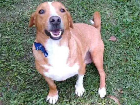 Cachorro ra a gloria idade 4 anos nome GLORIA
