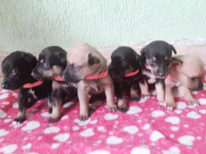 Cachorro ra a Labrador c vira lata idade Abaixo de 2 meses nome Sem nome
