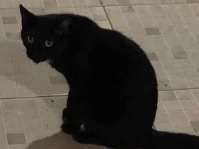 Gato ra a SRD idade 1 ano nome Sem nome 