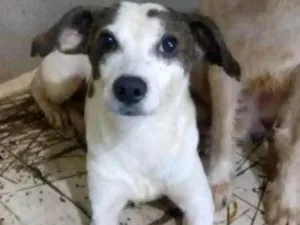 Cachorro raça Viralata idade 5 anos nome Full