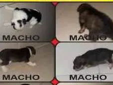 Cachorro raça Vira lata idade Abaixo de 2 meses nome Bob