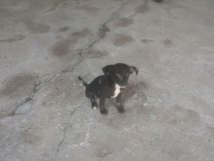 Cachorro ra a Vira lata idade 2 a 6 meses nome Sara