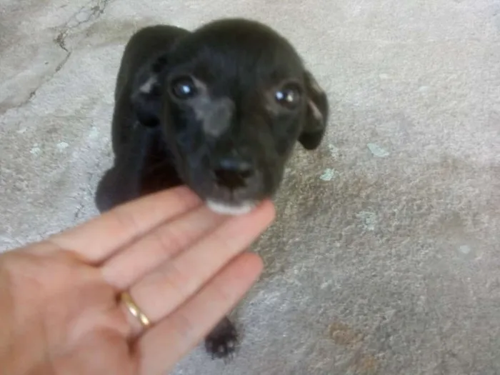 Cachorro ra a Vira lata idade 2 a 6 meses nome Sara