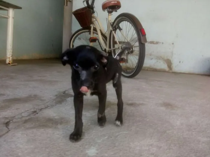 Cachorro ra a Vira lata idade 2 a 6 meses nome Sara