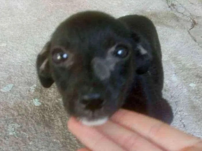 Cachorro ra a Vira lata idade 2 a 6 meses nome Sara