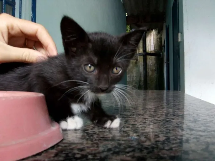 Gato ra a Vira lata idade 2 a 6 meses nome Pretinho