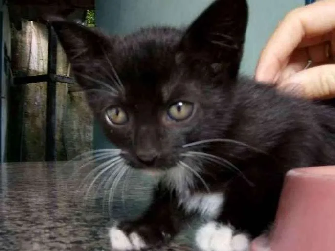 Gato ra a Vira lata idade 2 a 6 meses nome Pretinho