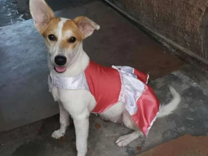 Cachorro ra a SRD idade 1 ano nome Branquinha