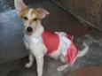 Branquinha