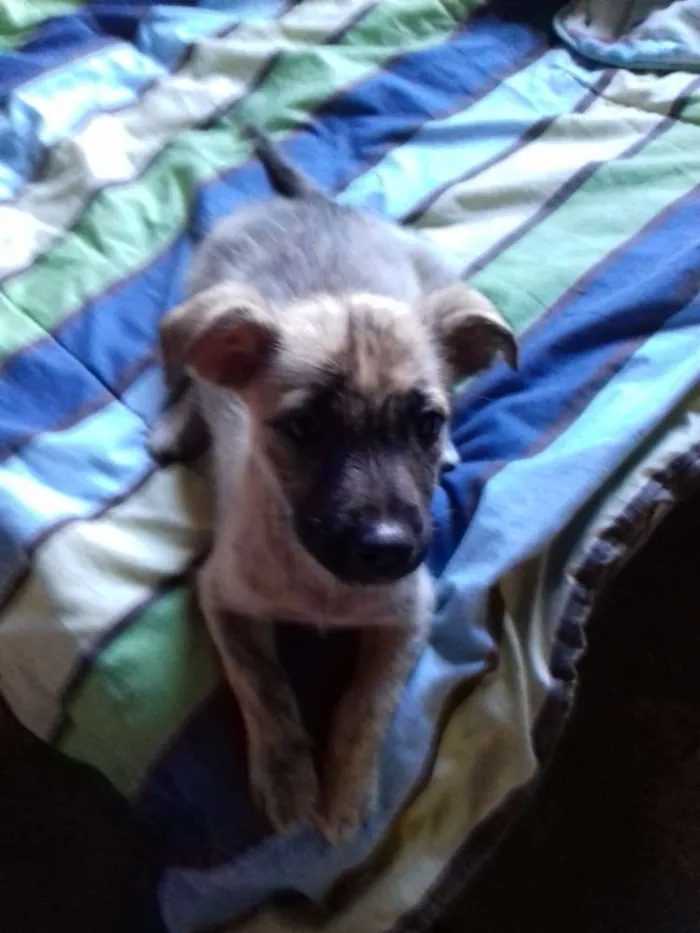 Cachorro raça Srd idade 2 a 6 meses nome Kiara