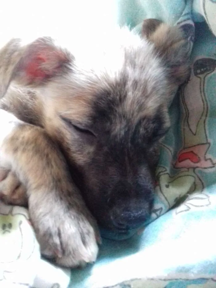 Cachorro raça Srd idade 2 a 6 meses nome Kiara