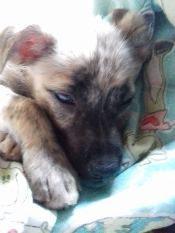 Cachorro raça Srd idade 2 a 6 meses nome Kiara