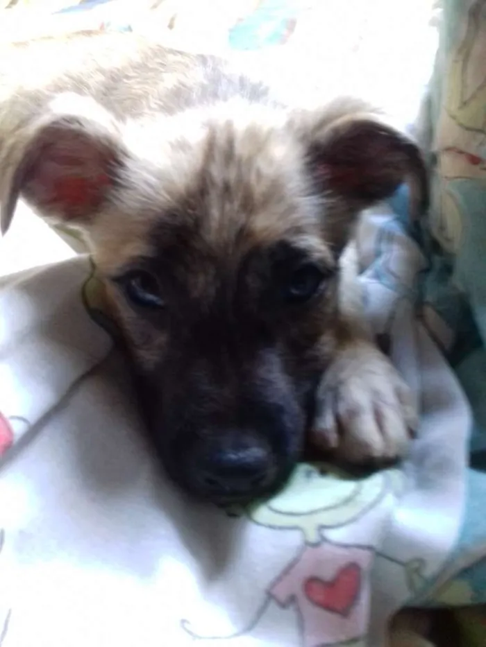 Cachorro raça Srd idade 2 a 6 meses nome Kiara