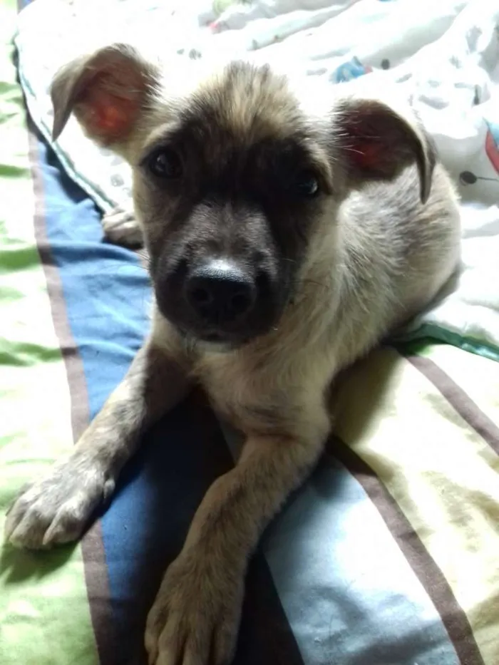 Cachorro raça Srd idade 2 a 6 meses nome Kiara