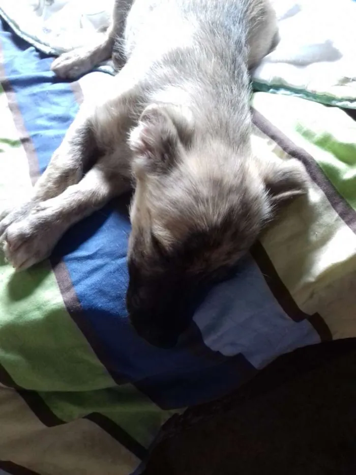 Cachorro raça Srd idade 2 a 6 meses nome Kiara