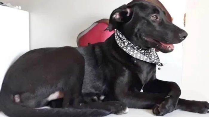 Cachorro ra a SRD idade 2 a 6 meses nome BERNARDO