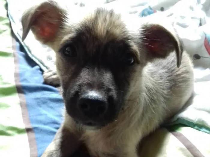 Cachorro raça Srd idade 2 a 6 meses nome Kiara