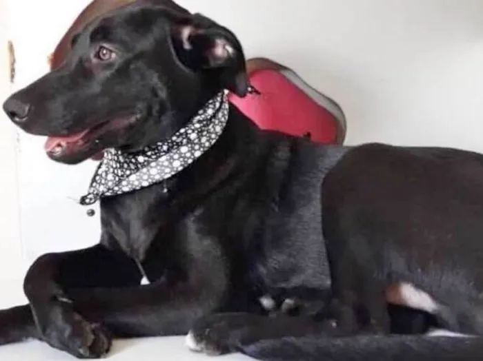 Cachorro ra a SRD idade 2 a 6 meses nome BERNARDO