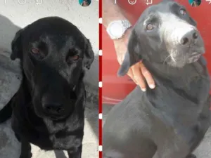 Cachorro raça Labrador mestiço idade 2 anos nome Negão