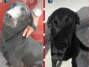 Cachorro raça Labrador mestiço idade 2 anos nome Negão