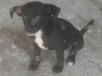 Cachorro ra a Vira lata idade 2 a 6 meses nome Sara