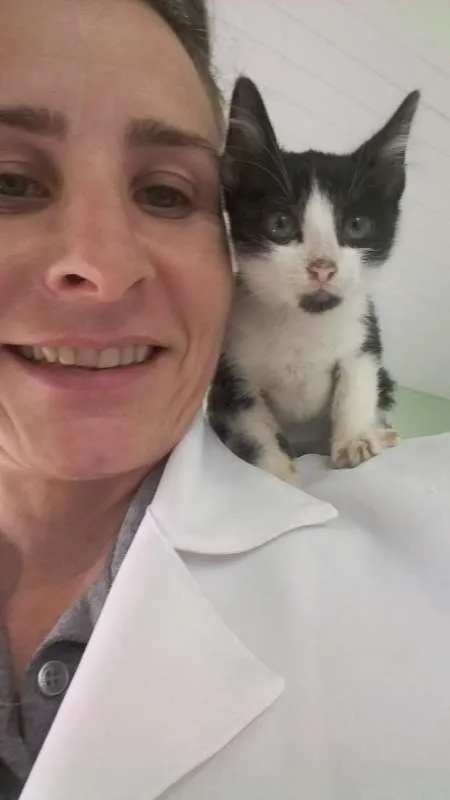 Gato ra a SRD idade 2 a 6 meses nome Perninha