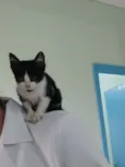 Perninha