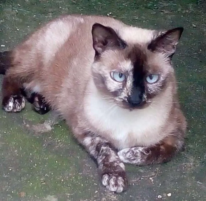 Gato ra a  idade 2 anos nome Vesguinha