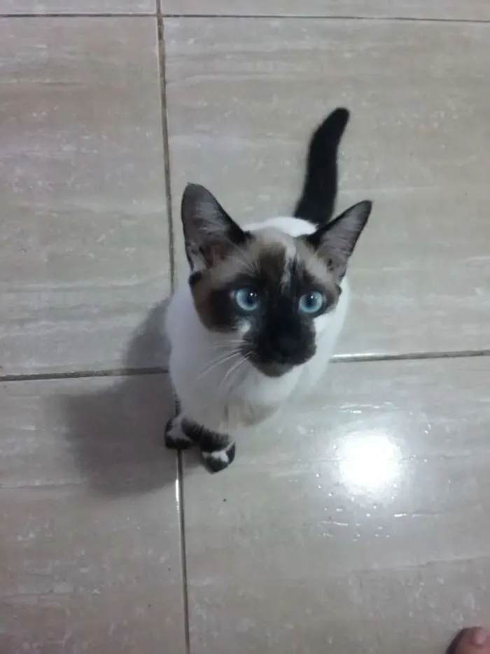 Gato ra a Siamês  idade 7 a 11 meses nome Sem nome