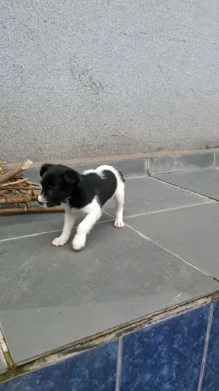 Cachorro ra a vira lata idade 2 a 6 meses nome Sem nome