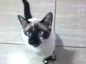 Gato raça Siamês  idade 7 a 11 meses nome Sem nome