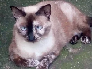 Gato raça  idade 2 anos nome Vesguinha