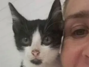 Gato raça SRD idade 2 a 6 meses nome Perninha