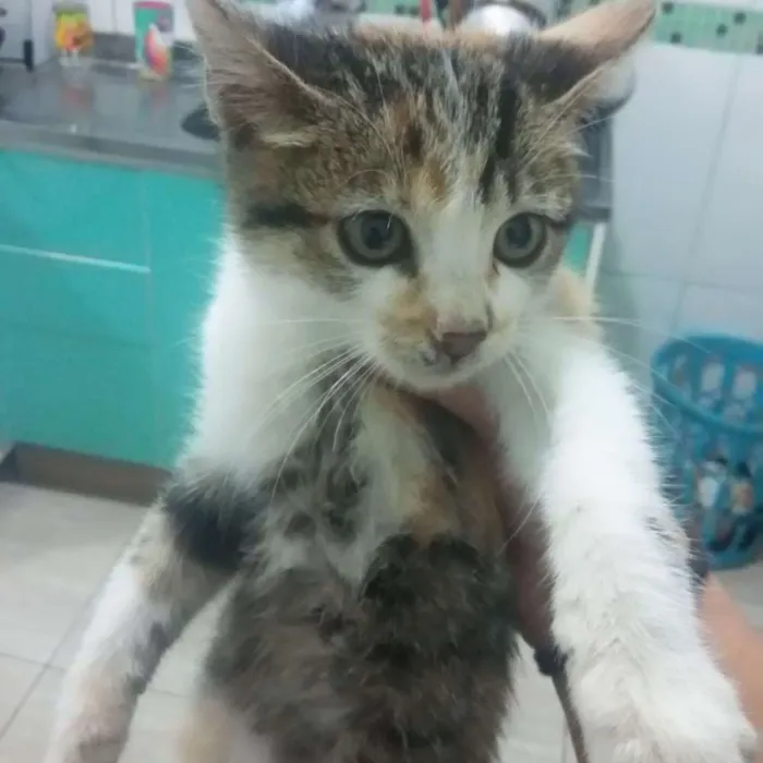 Gato ra a Siamês  idade 2 a 6 meses nome Sem nome 
