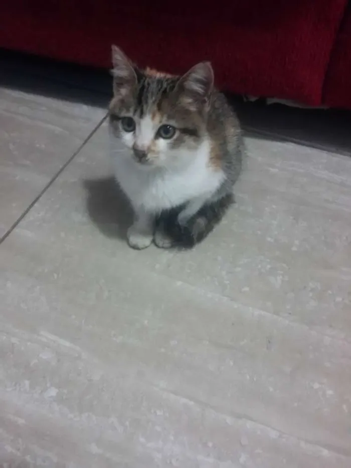 Gato ra a Siamês  idade 2 a 6 meses nome Sem nome 
