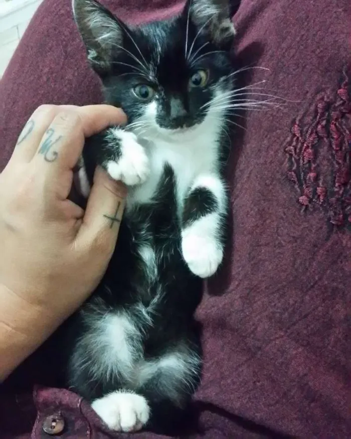 Gato ra a Siamês  idade 2 a 6 meses nome Frajola