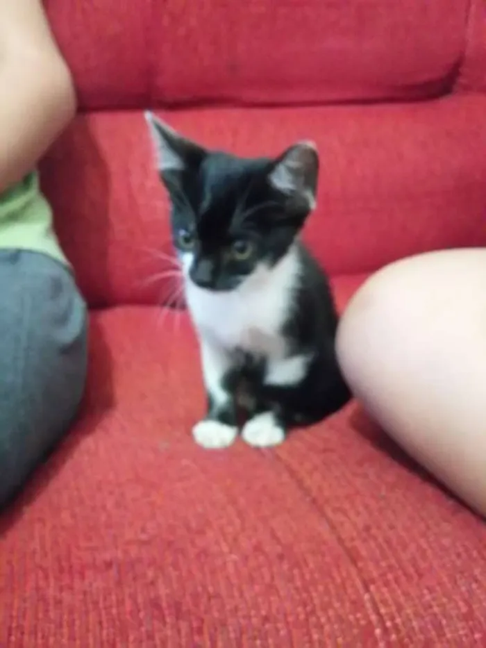 Gato ra a Siamês  idade 2 a 6 meses nome Frajola