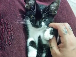 Gato raça Siamês  idade 2 a 6 meses nome Frajola