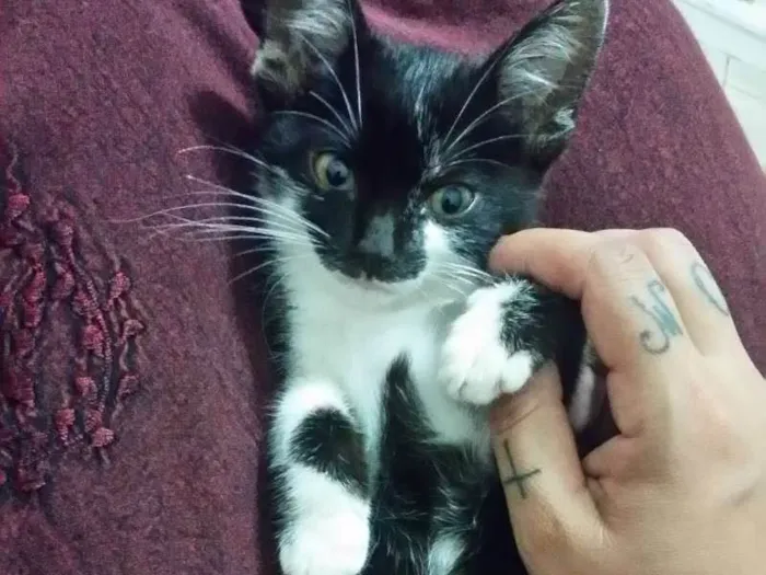 Gato ra a Siamês  idade 2 a 6 meses nome Frajola