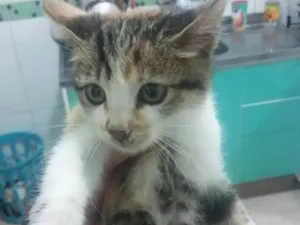 Gato raça Siamês  idade 2 a 6 meses nome Sem nome 