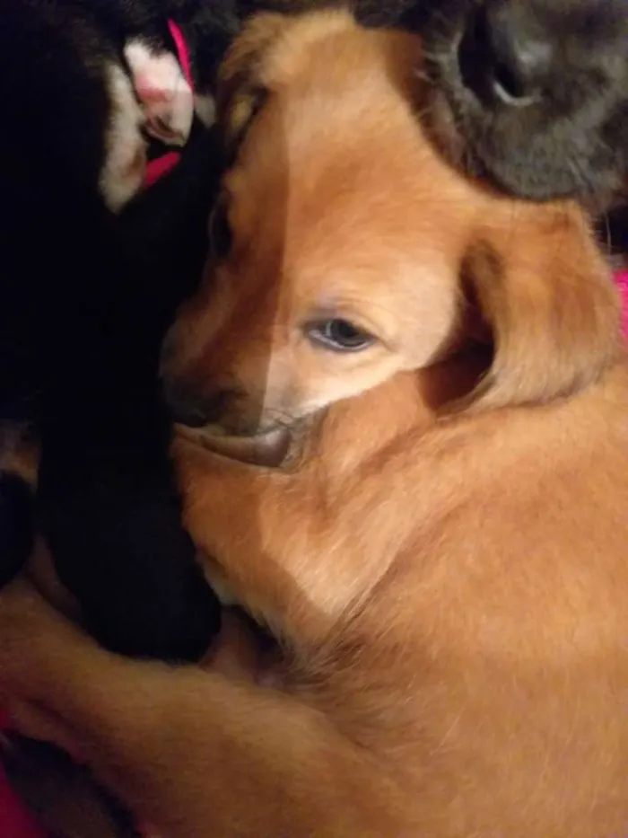 Cachorro ra a Vira-lata  idade 2 a 6 meses nome Não tem nome 