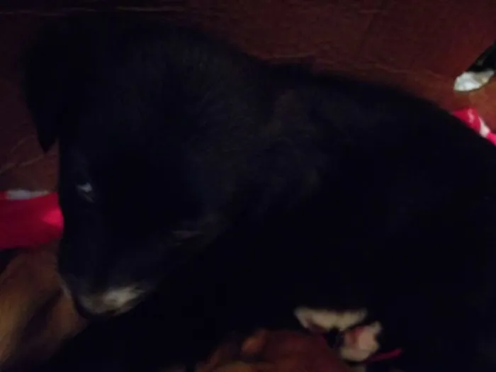 Cachorro ra a Vira-lata  idade 2 a 6 meses nome Não tem nome 